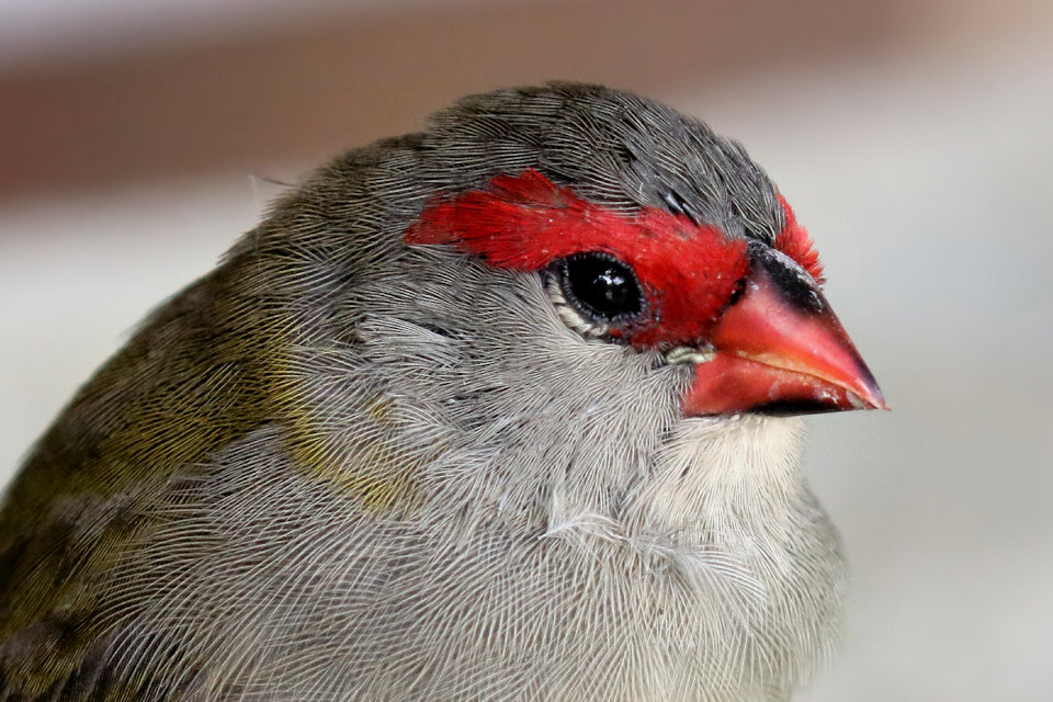 Red-browed Finch (Neochmia temporalis)